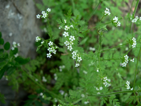 {Chaerophyllum tainturieri}